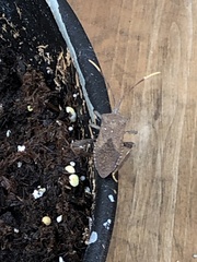 Acanthocephala terminalis