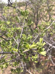 Vangueria triflora