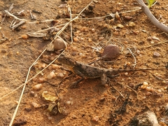 Agama aculeata distanti