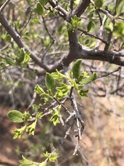 Vangueria triflora