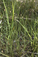 Eleocharis wolfii