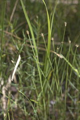 Eleocharis wolfii