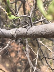 Vangueria triflora