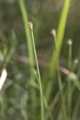 Eleocharis wolfii