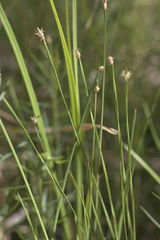 Eleocharis wolfii