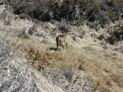 Hippocamelus bisulcus