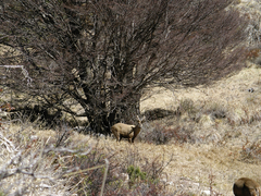 Hippocamelus bisulcus