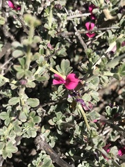 Indigofera obcordata
