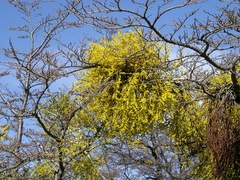 Misodendrum punctulatum