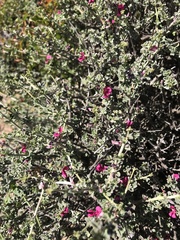 Indigofera obcordata