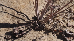 Eriogonum deflexum deflexum