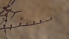 Eriogonum deflexum deflexum