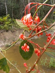 Begonia radicans
