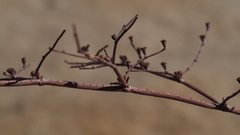 Eriogonum deflexum deflexum