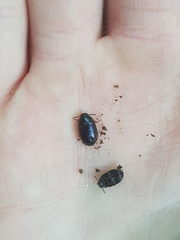 Platydema violacea