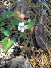 Viola ocellata
