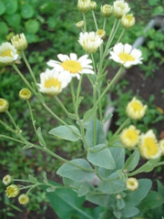 Tanacetum balsamita