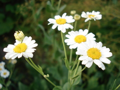 Tanacetum balsamita