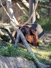 Pongo