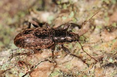 Brachyderes incanus