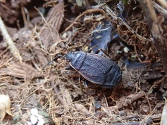 Pyrrhocoris marginatus