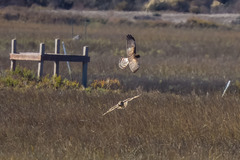 Asio flammeus flammeus