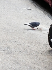 Columba livia