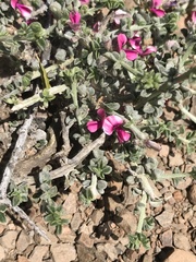 Indigofera obcordata
