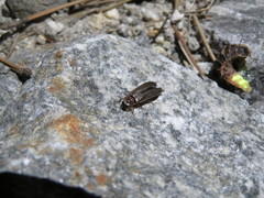 Lamprohiza mulsantii