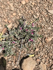 Indigofera obcordata