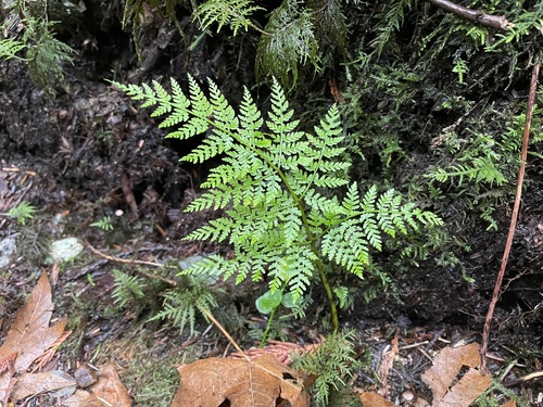 Dryopteris expansa iNat (2)