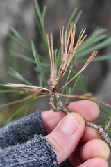 Rhizosphaera kalkhoffii