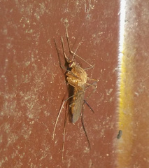 Culiseta morsitans