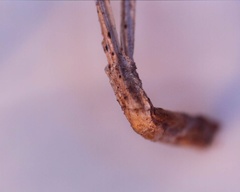 Rhizosphaera kalkhoffii