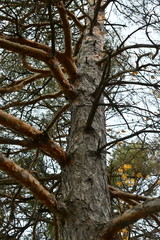 Rhizosphaera kalkhoffii