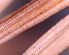 Rhizosphaera kalkhoffii