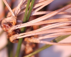 Rhizosphaera kalkhoffii