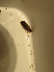 Lamprohiza mulsantii