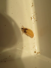 Lamprohiza mulsantii