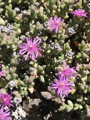 Ruschia approximata