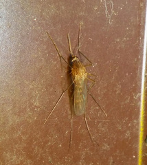 Culiseta morsitans