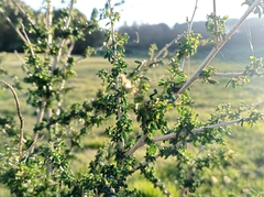 Adenocarpus complicatus