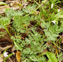 Dicentra cucullaria