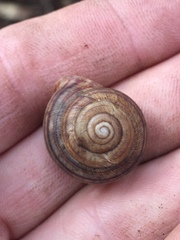 Webbhelix multilineata