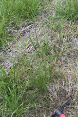 Poa pratensis pratensis