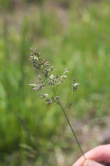 Poa pratensis pratensis