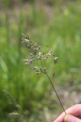 Poa pratensis pratensis