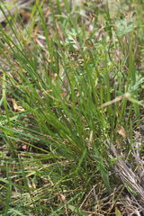 Poa pratensis pratensis
