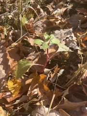 Phytolacca americana