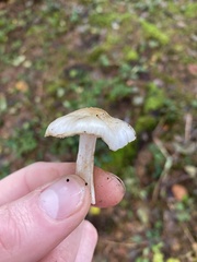 Inocybe pudica